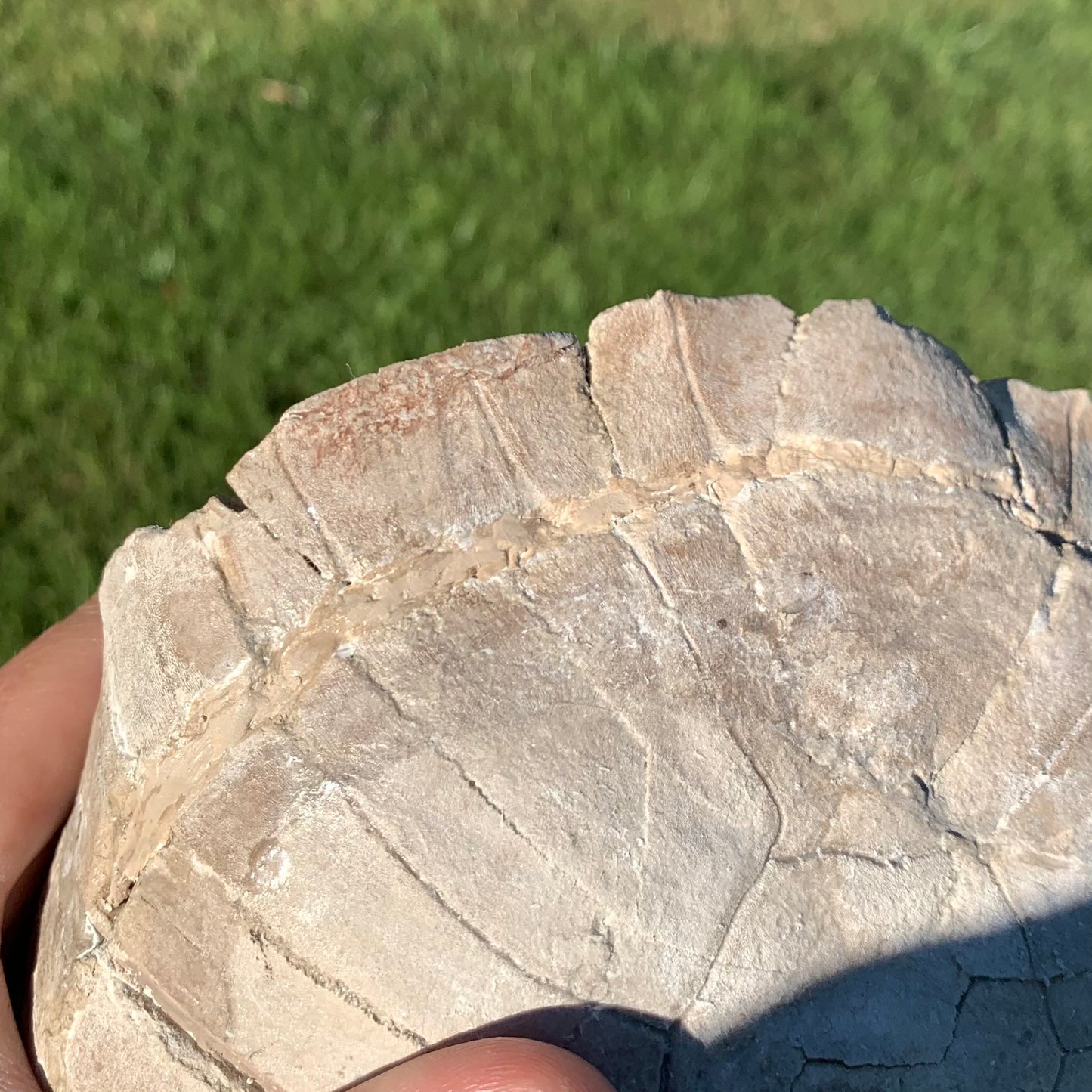 Stylemys tortoise from the white river badlands