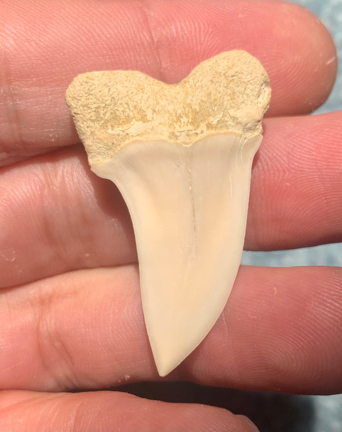 1.56" Carcharodon planus - Bakersfield