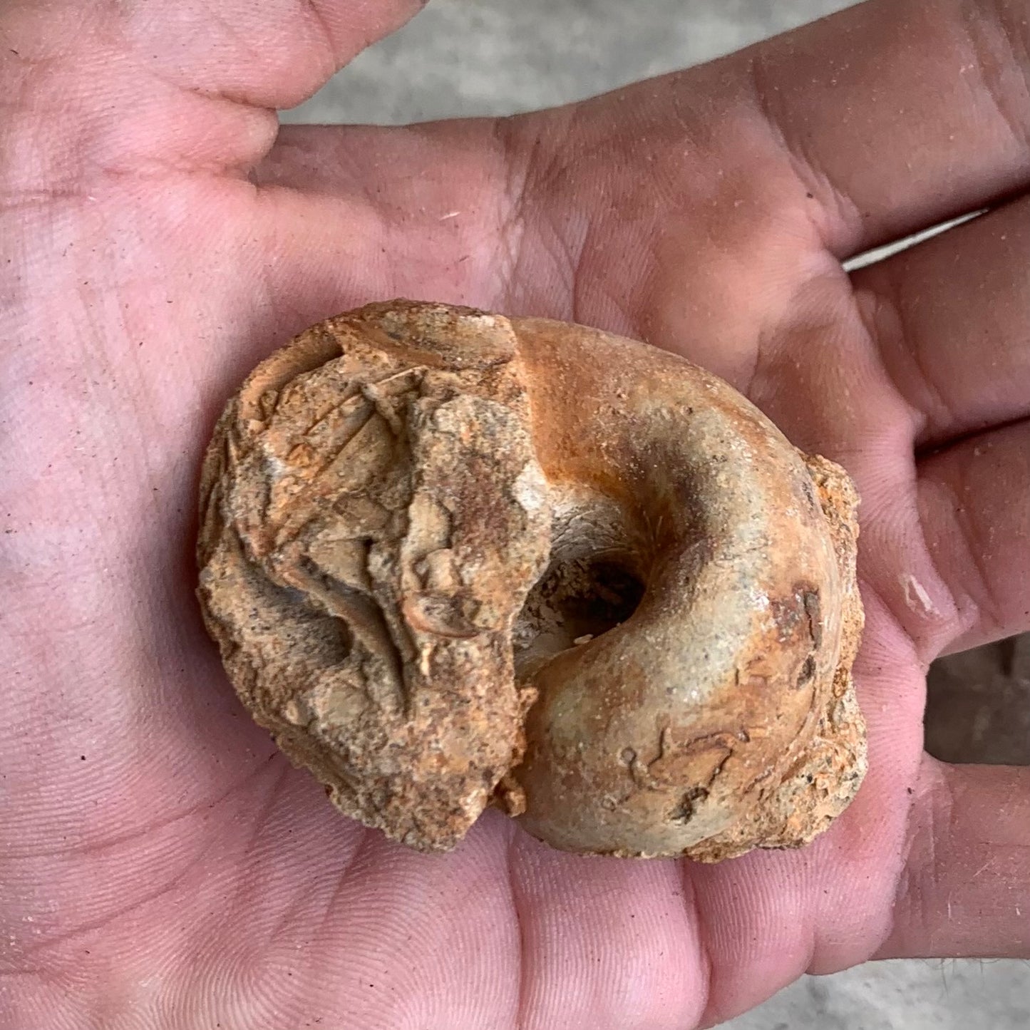 Fossil Gastropod Steinkerns(molds), from the Miocene of Virginia