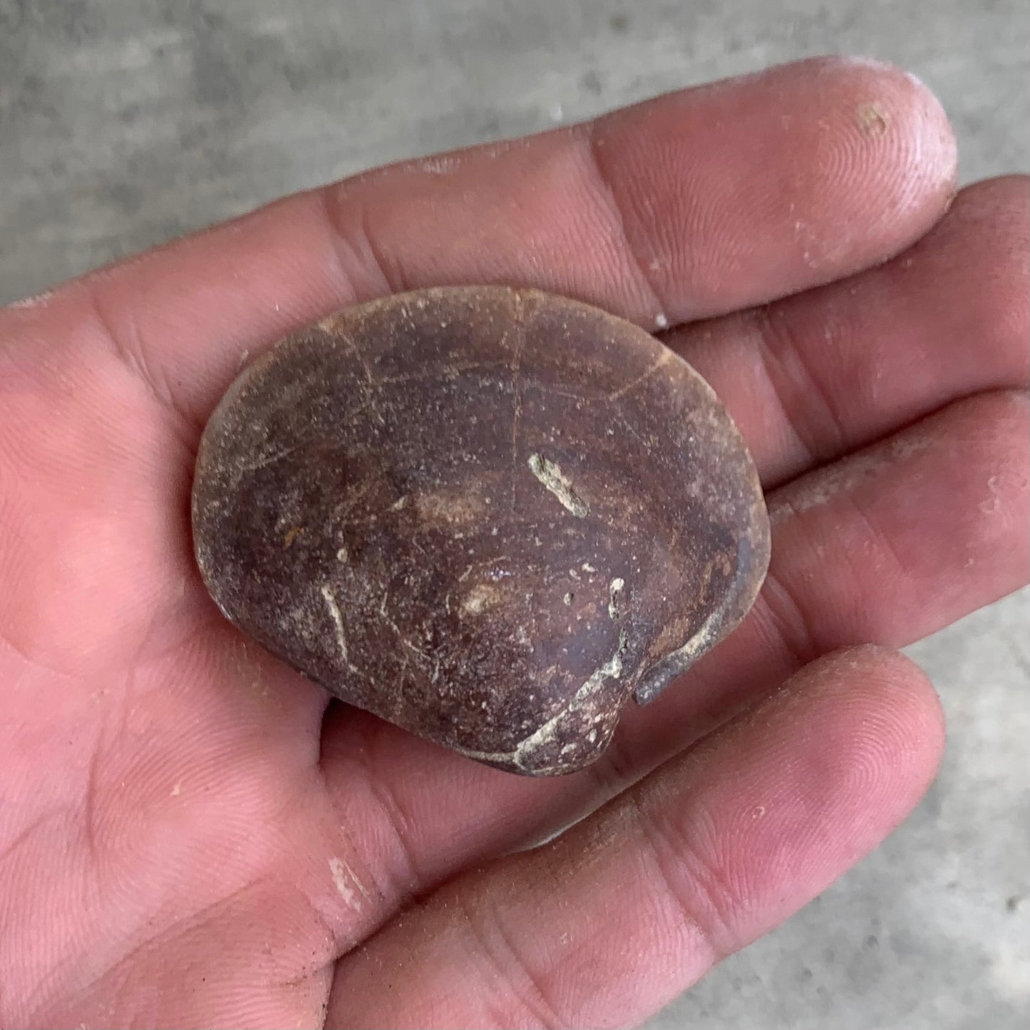 Fossils clam steinkern(mold) from the Miocene of Virginia