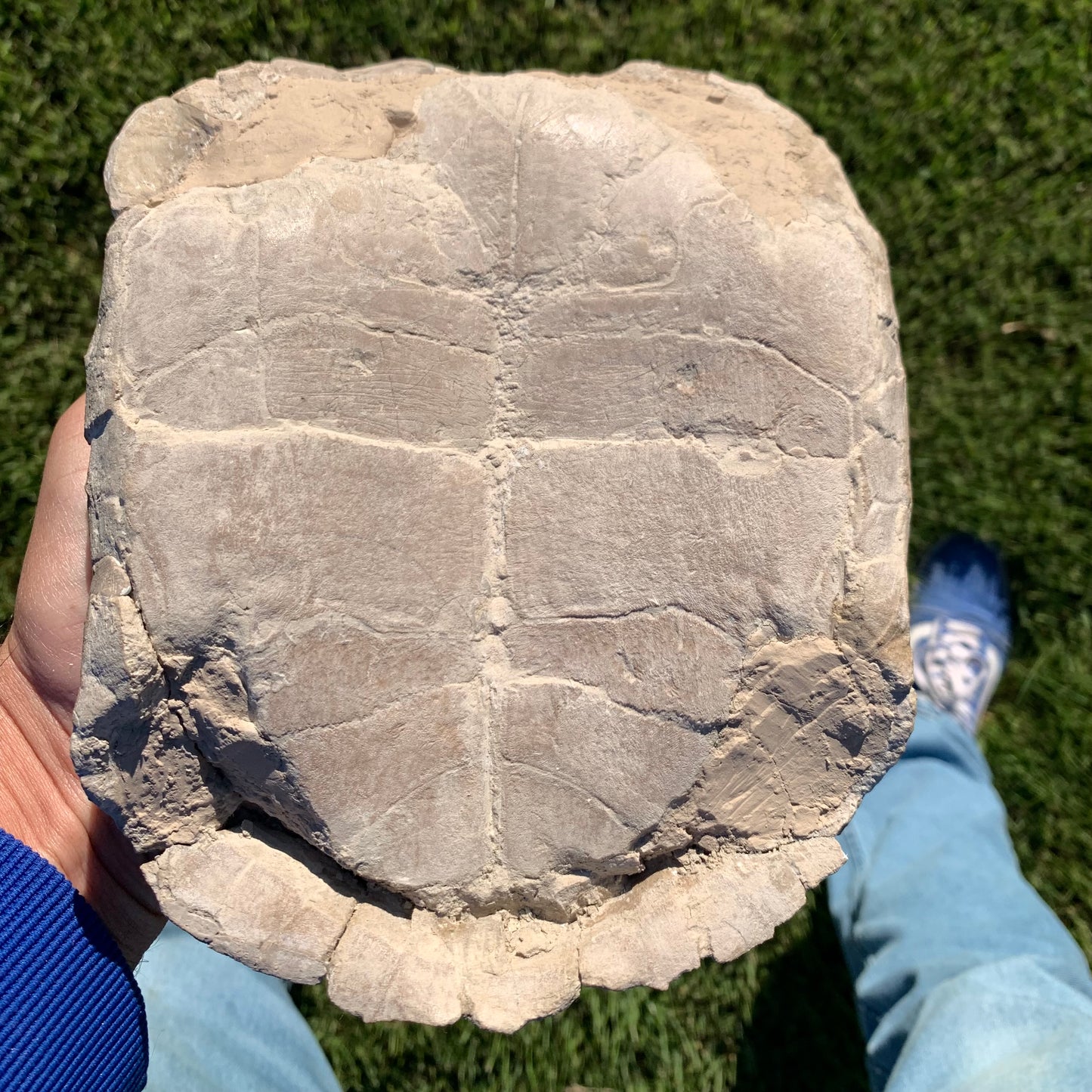 Stylemys tortoise from the white river badlands