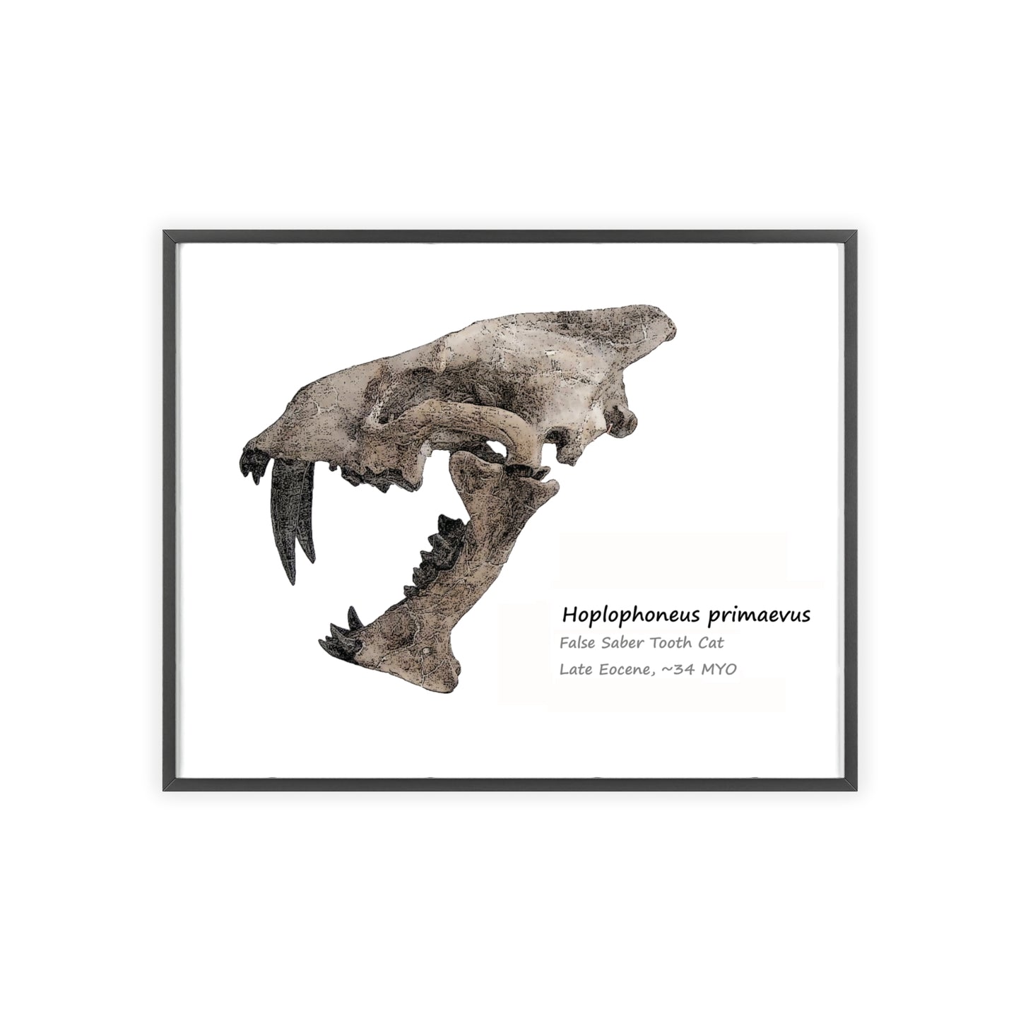 Hoplophoneus primaevus Fossil Saber Cat Fine Art Print Wall Décor