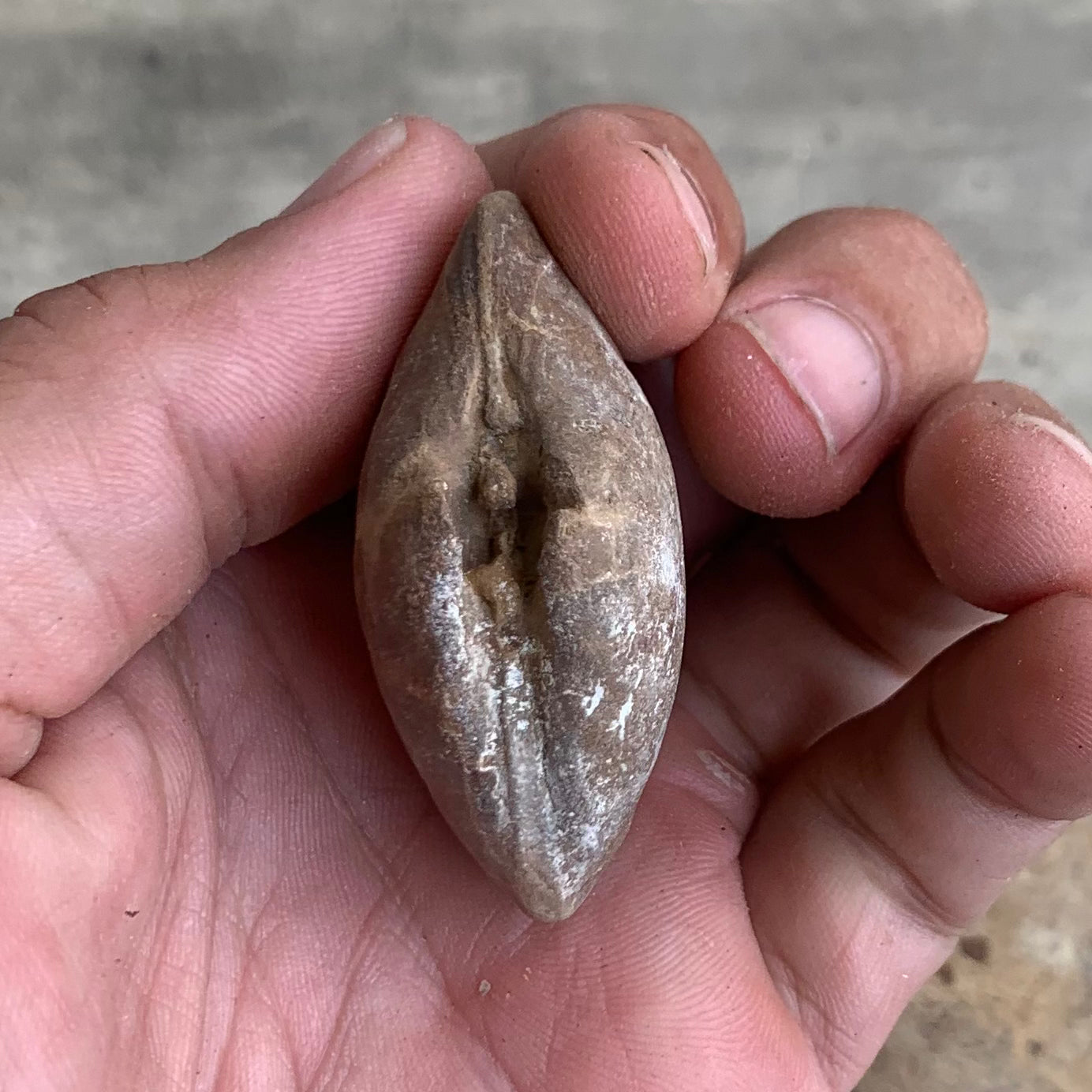 Fossil clam steinkerns(molds) from the Miocene of Virginia