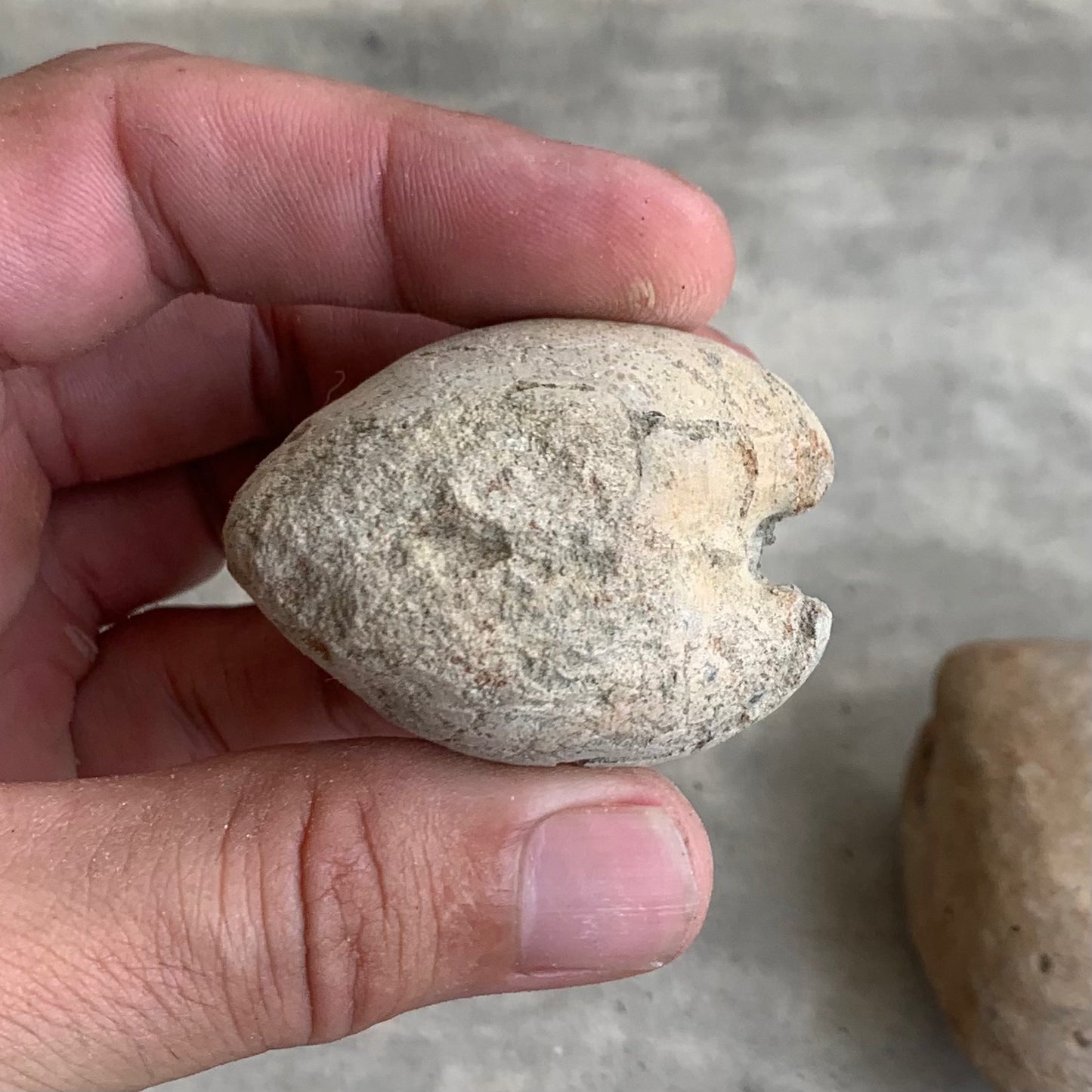 Fossil clam steinkerns(molds) from the Miocene of Virginia