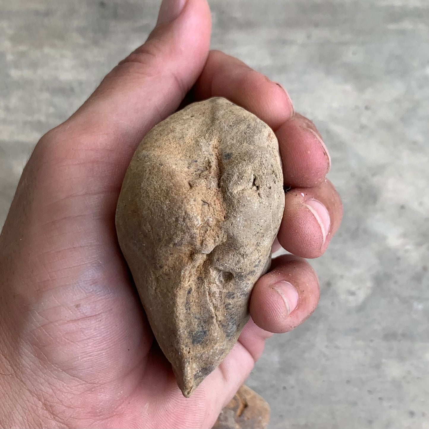 Fossil clam steinkerns(molds) from the Miocene of Virginia
