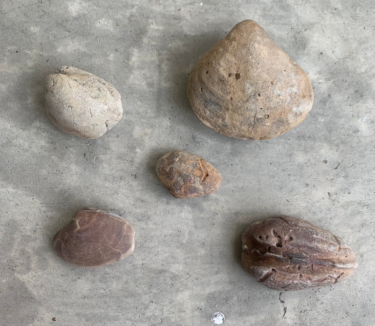 Fossil clam steinkerns(molds) from the Miocene of Virginia