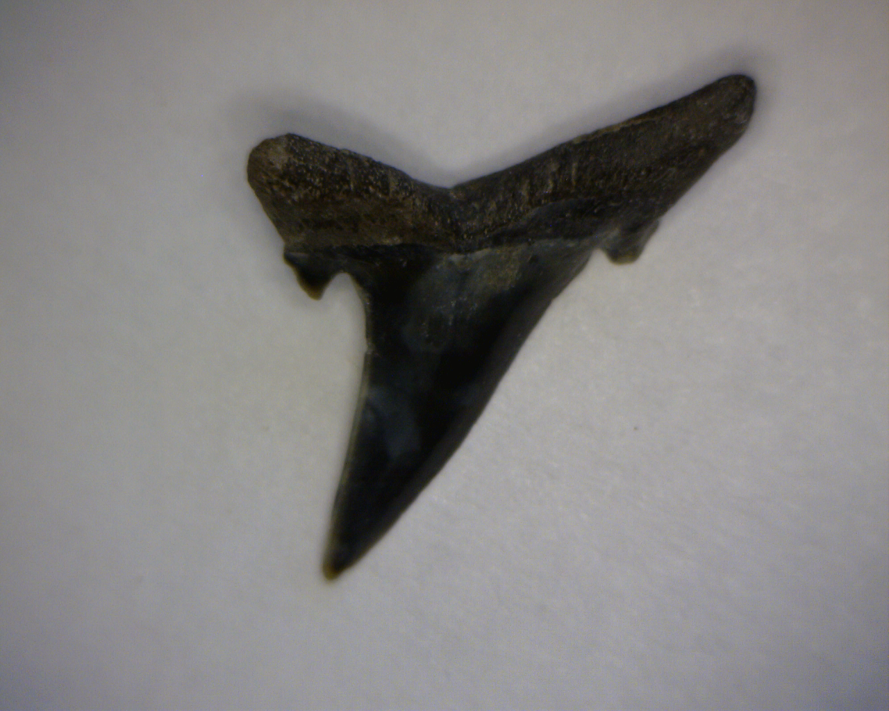 Hypotodus verticalis - Muddy Creek Virginia