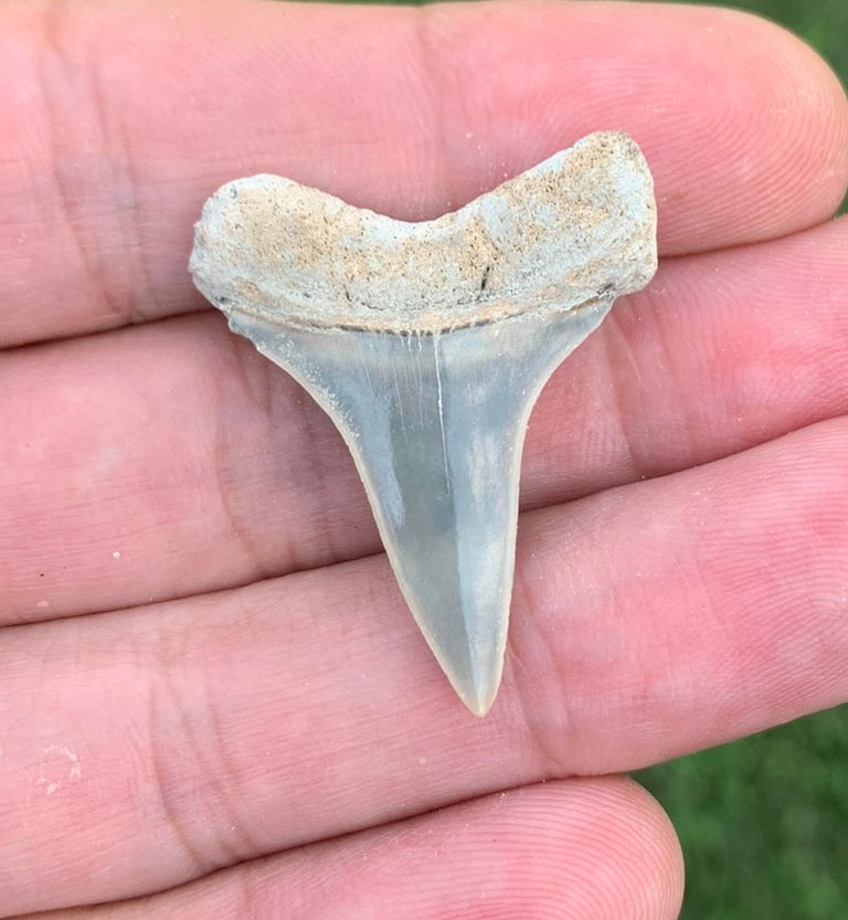1.26" Carcharodon hastalis - Lee Creek Mine