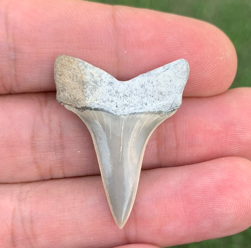 1.28" Carcharodon hastalis - Lee Creek Mine