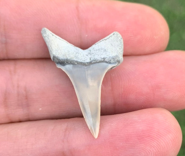 1.16" Carcharodon hastalis - Lee Creek Mine