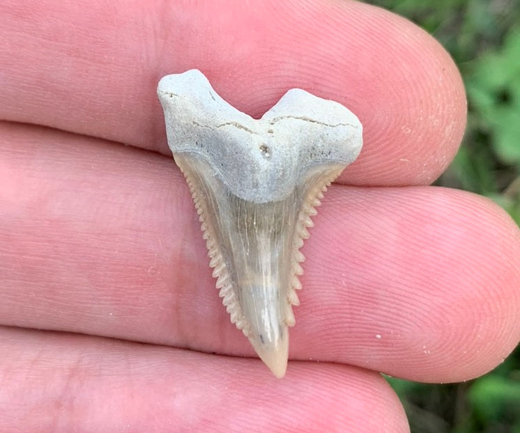 .98" Hemipristis serra - Lee Creek Mine