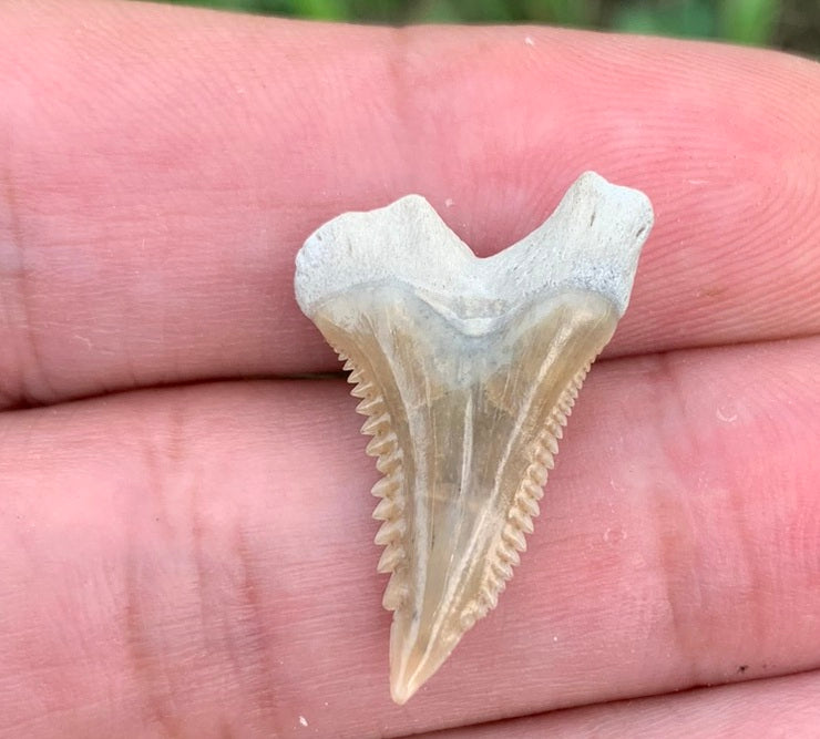 .98" Hemipristis serra - Lee Creek Mine