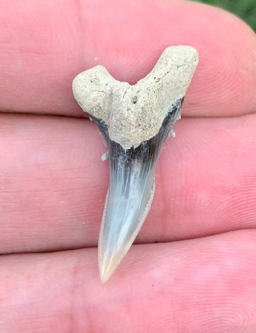 1.15" Hemipristis serra - Lee Creek Mine