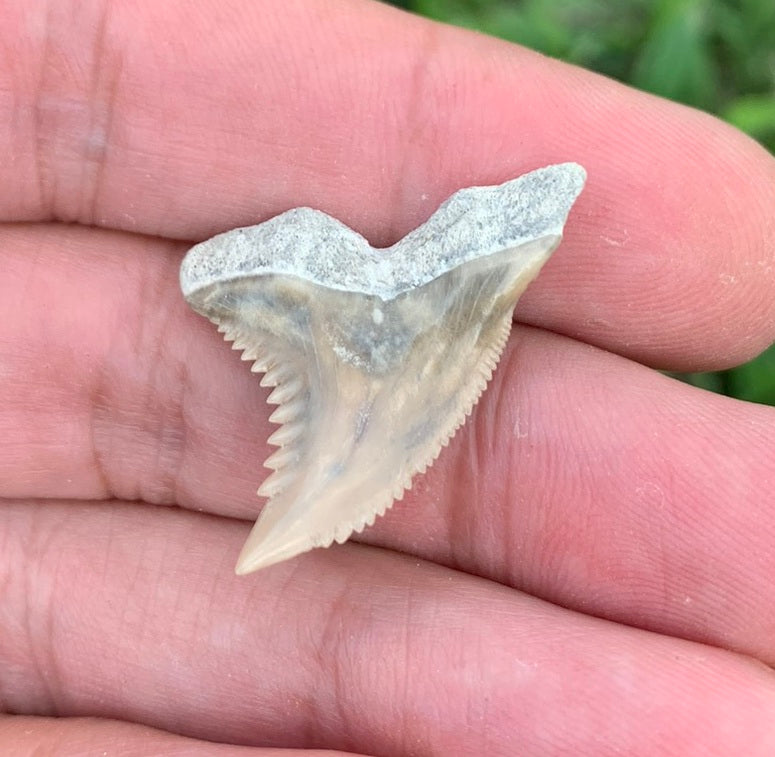 1.15" Hemipristis serra - Lee Creek Mine
