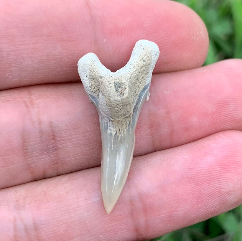 1.27" Hemipristis serra - Lee Creek Mine