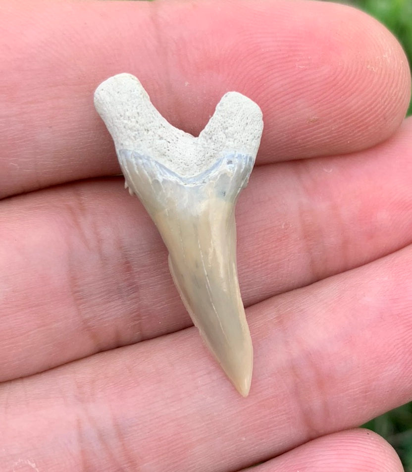 1.27" Hemipristis serra - Lee Creek Mine