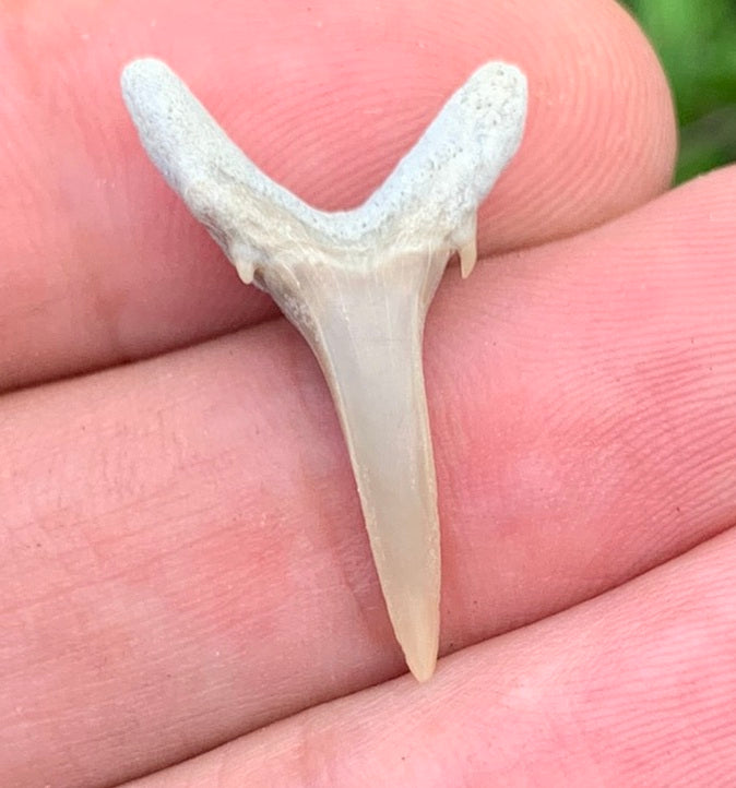 Carcharias cuspidata - Lee Creek
