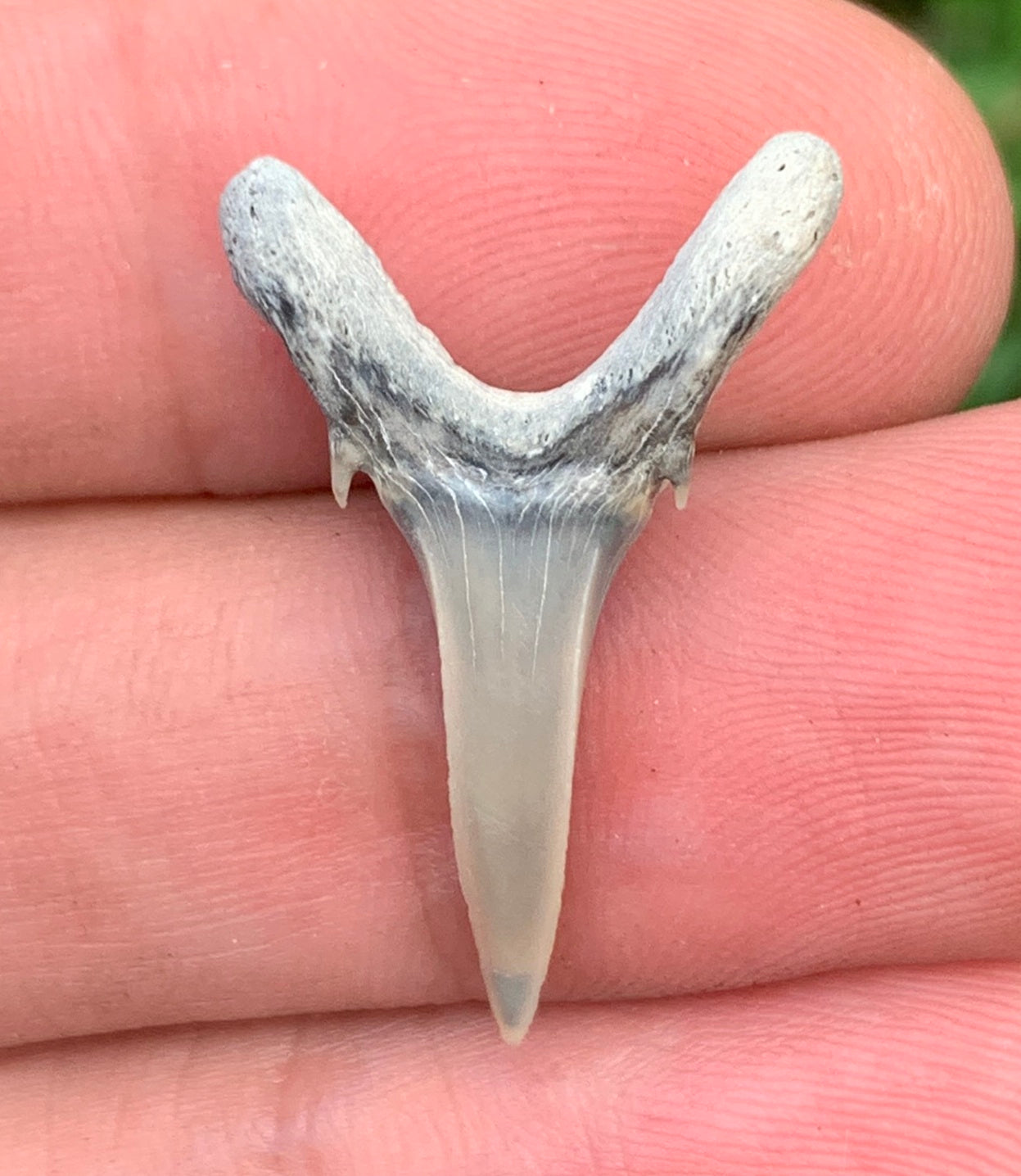 Carcharias cuspidata - Lee Creek