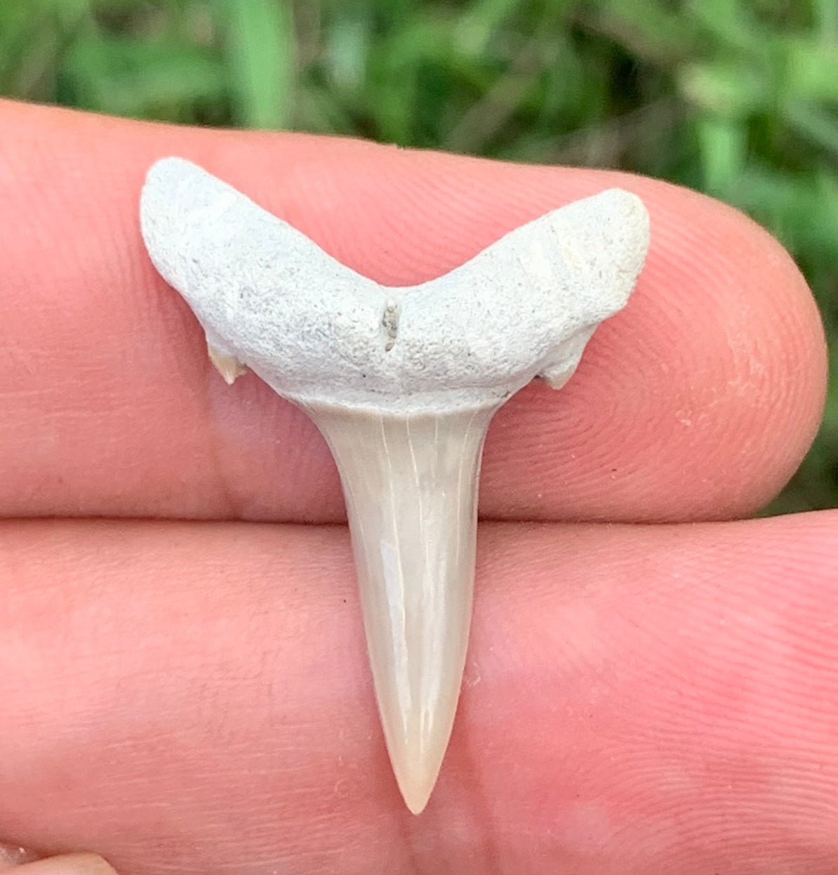 Carcharias cuspidata - Lee Creek
