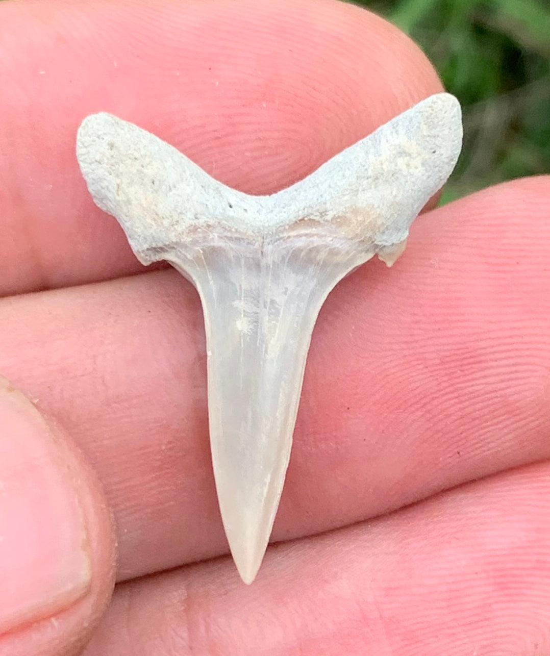 Carcharias cuspidata - Lee Creek