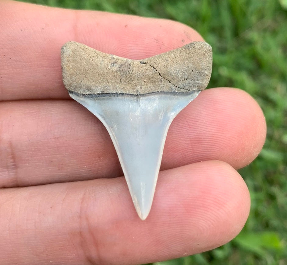 1.26” Carcharodon hastalis - Virginia