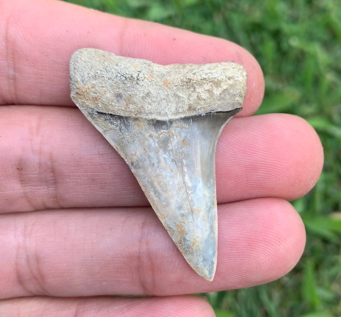 1.73” Carcharodon hastalis - Virginia