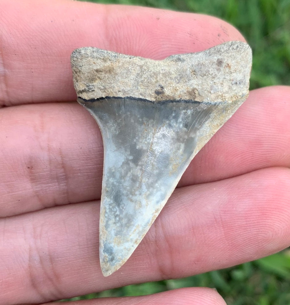 1.73” Carcharodon hastalis - Virginia