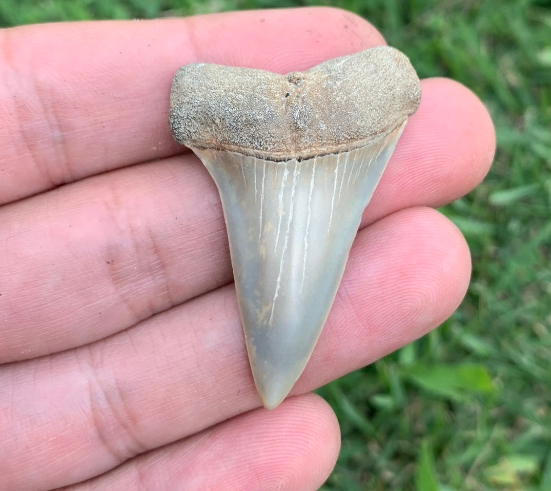1.81” Carcharodon hastalis - Virginia