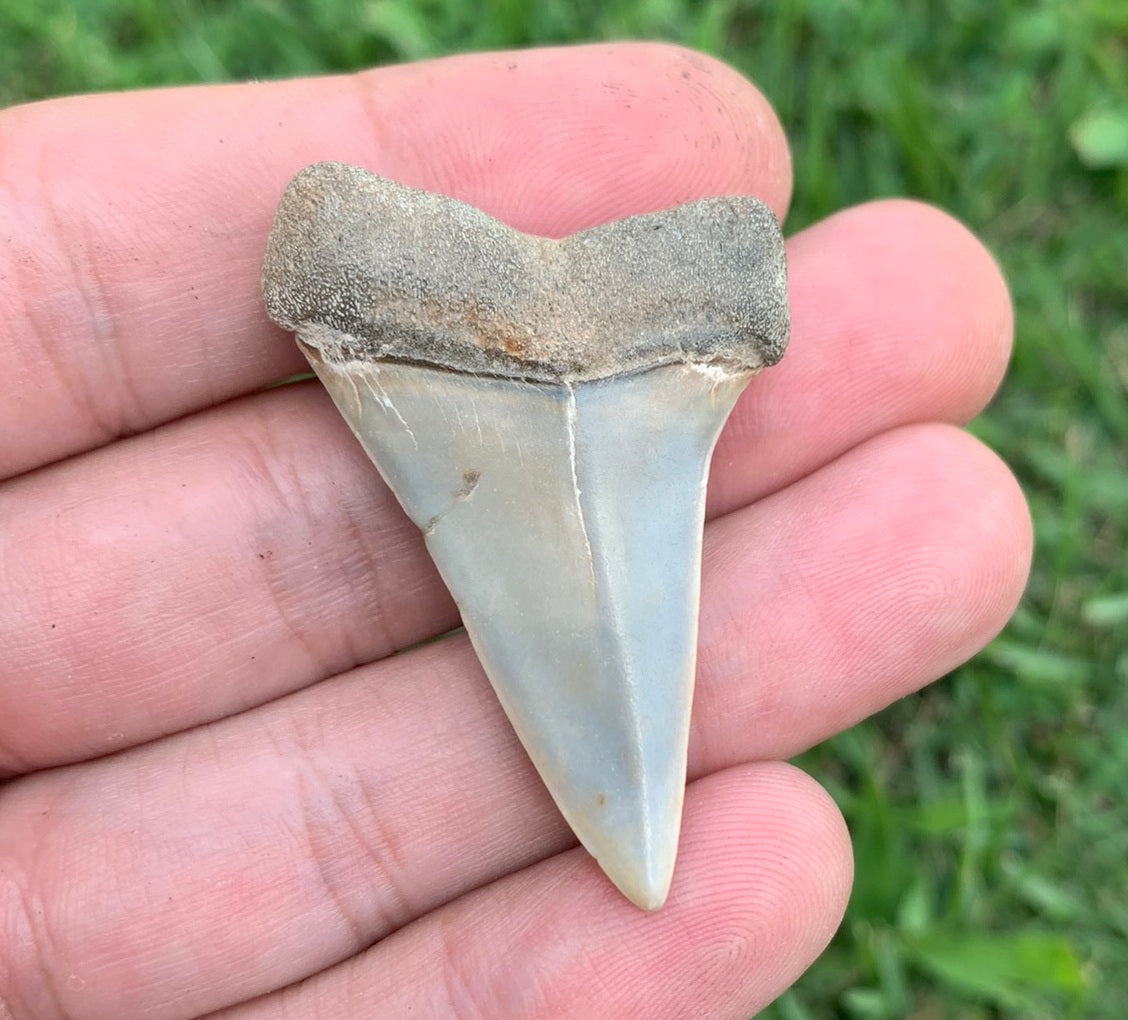 1.81” Carcharodon hastalis - Virginia