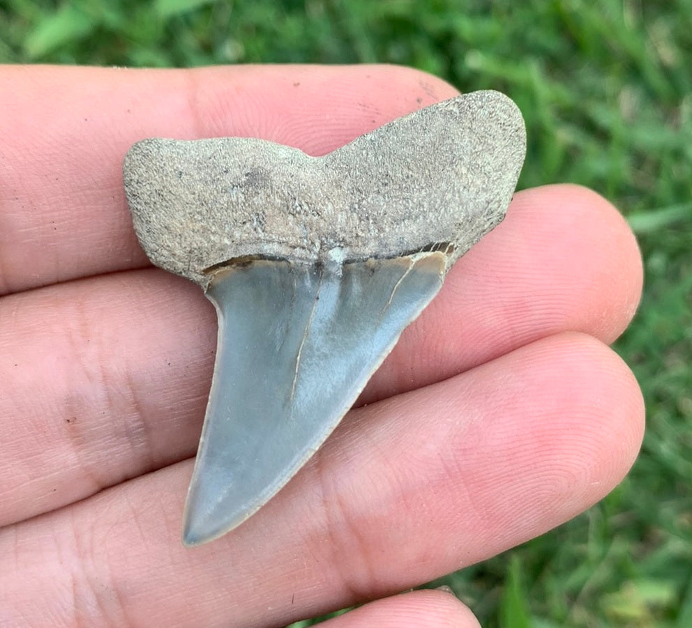 1.72” Carcharodon hastalis - Virginia