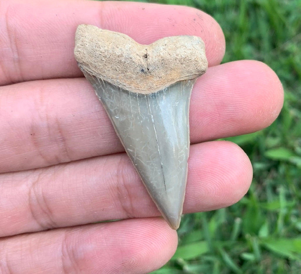 1.89” Carcharodon hastalis - Virginia