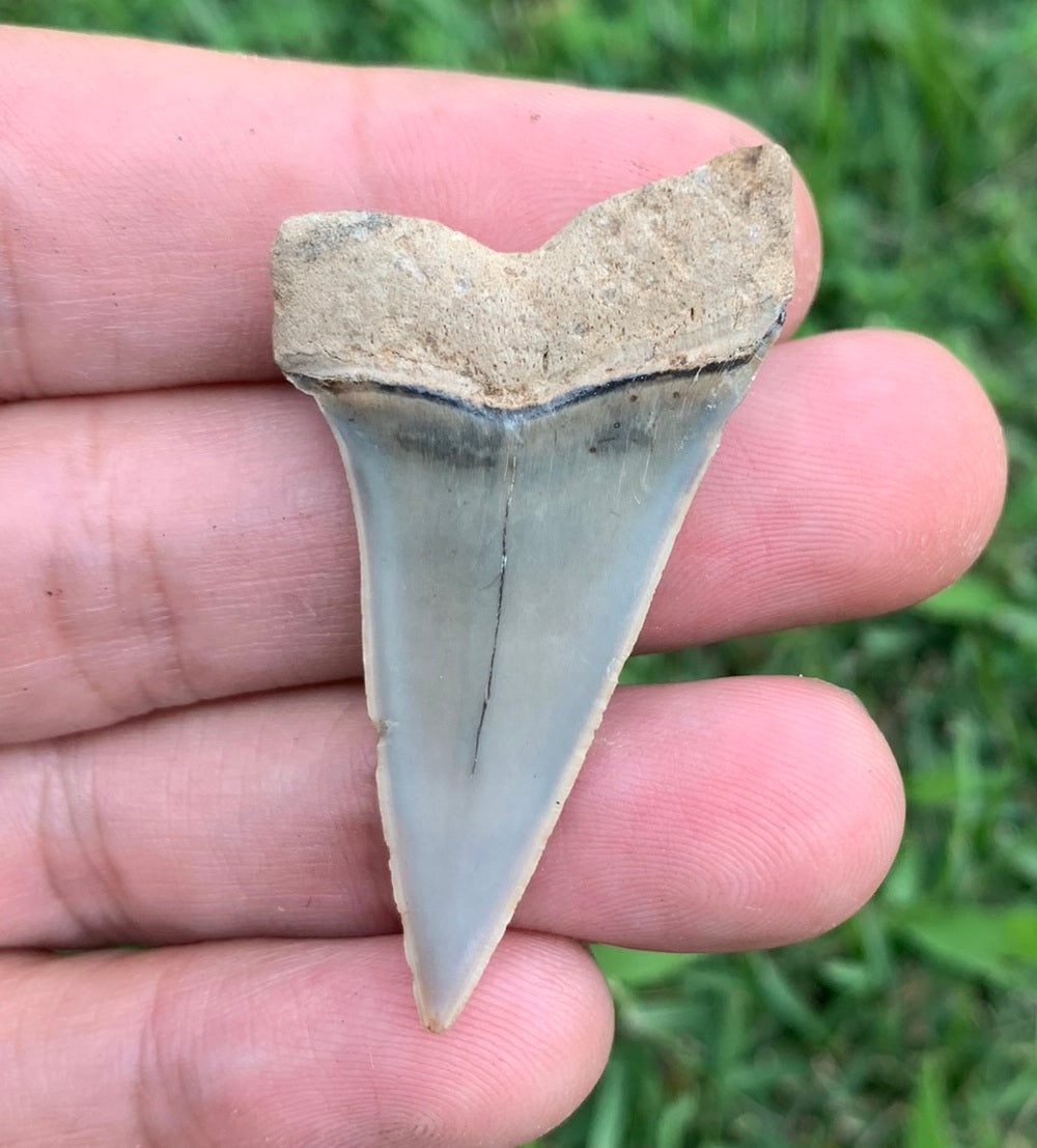 1.89” Carcharodon hastalis - Virginia