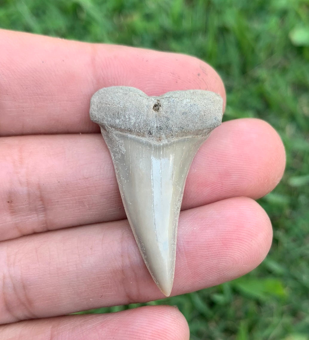 1.5” Carcharodon hastalis - Virginia