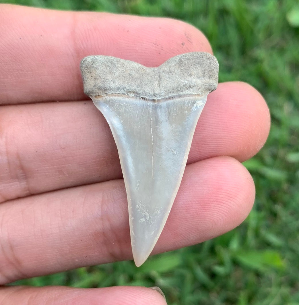 1.5” Carcharodon hastalis - Virginia