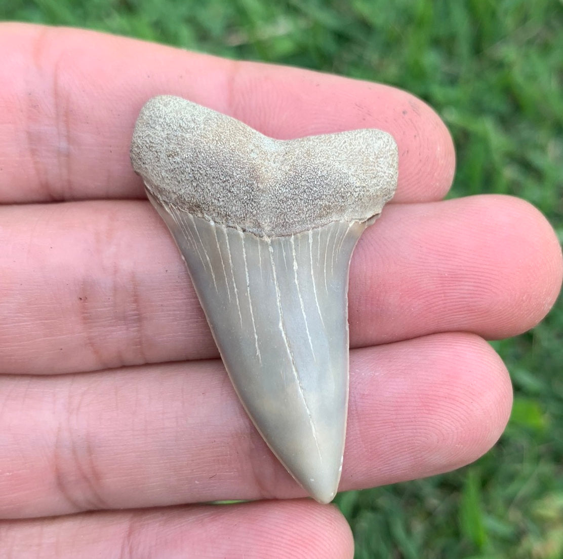 1.83” Carcharodon hastalis - Virginia