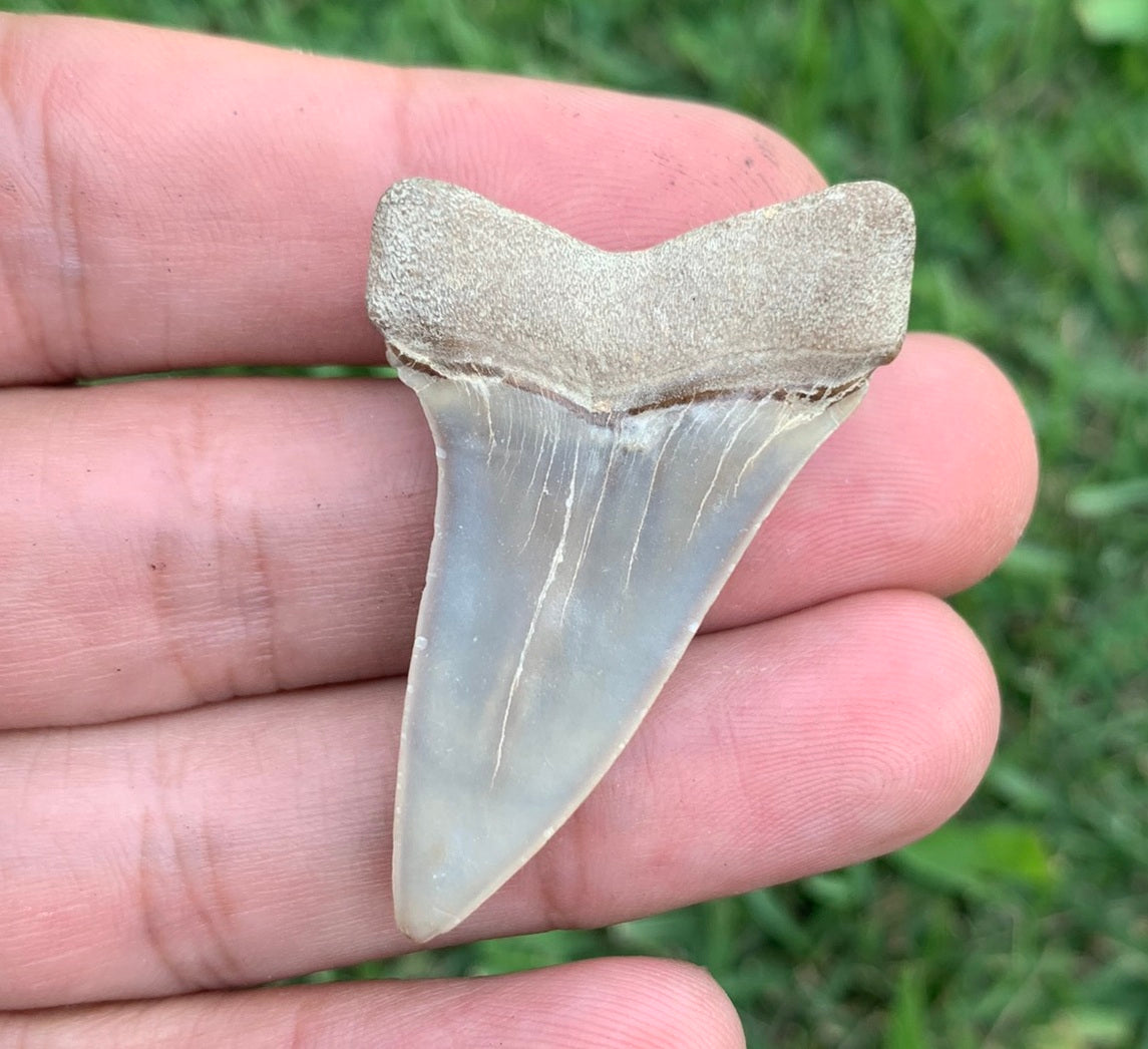 1.83” Carcharodon hastalis - Virginia