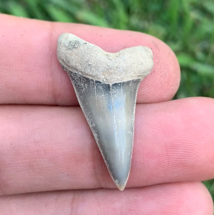1.24” Carcharodon hastalis - Virginia