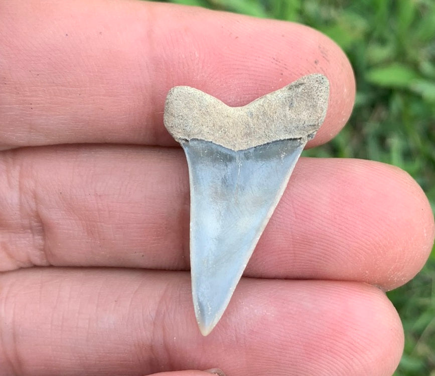 1.24” Carcharodon hastalis - Virginia