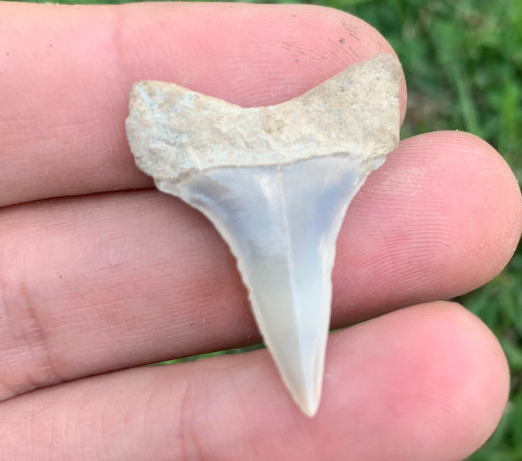 1.25” Carcharodon hastalis - Virginia