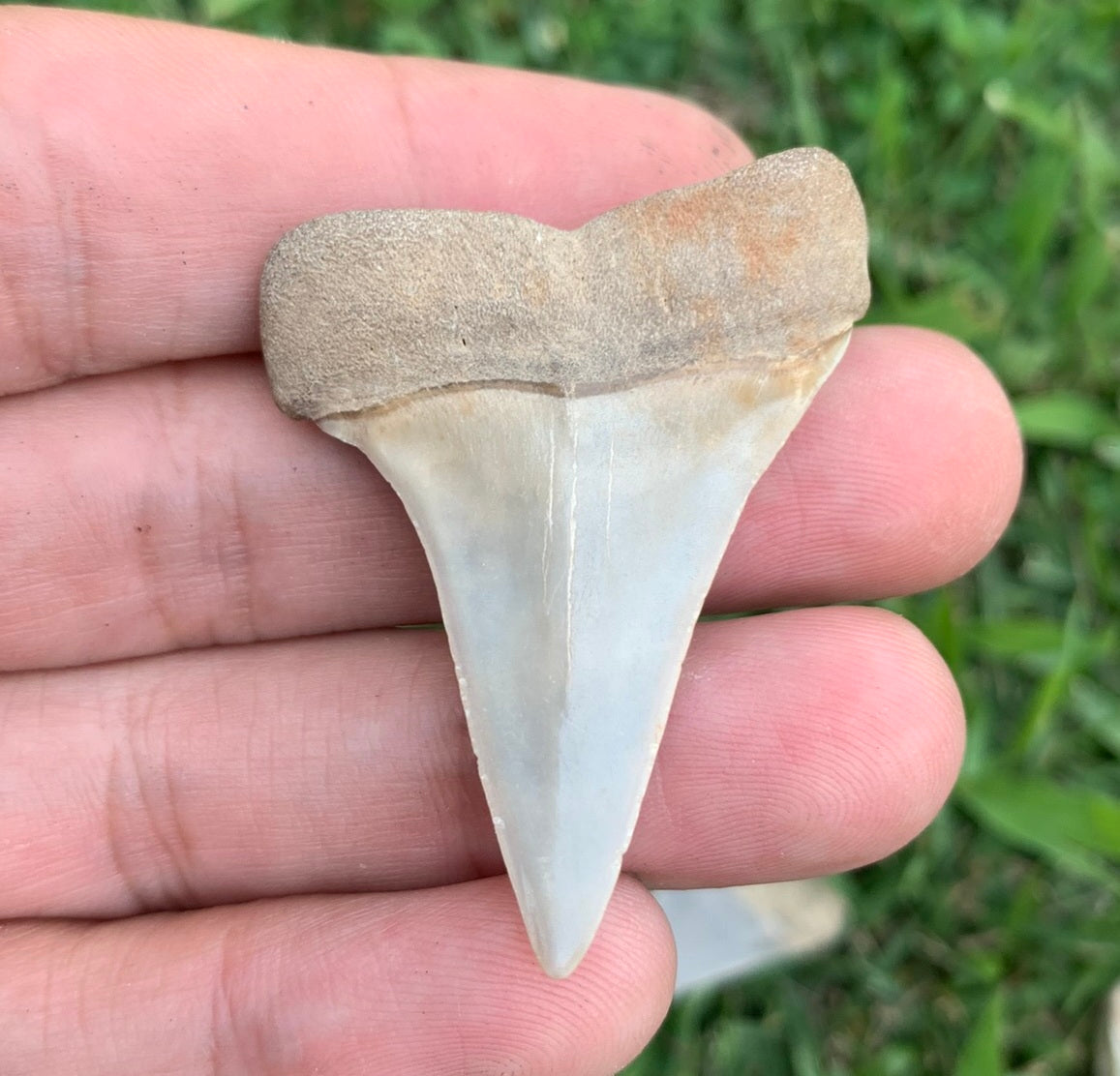 1.81” Carcharodon hastalis - Virginia