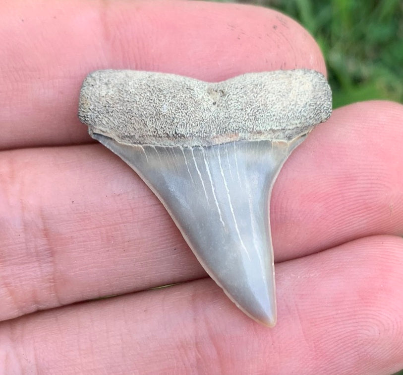 1.34” Carcharodon hastalis - Virginia