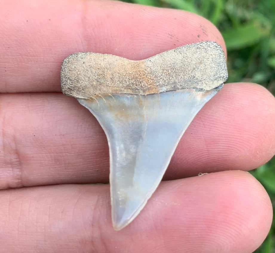 1.34” Carcharodon hastalis - Virginia