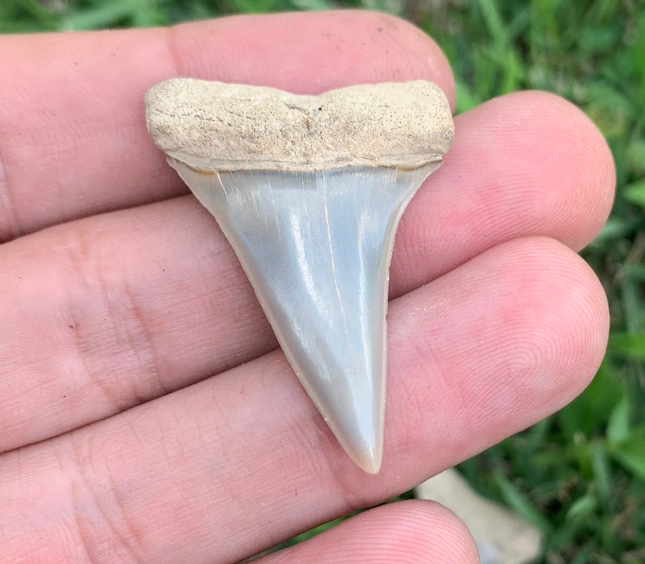 1.59” Carcharodon hastalis - Virginia