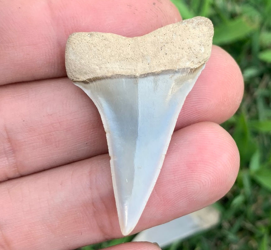 1.59” Carcharodon hastalis - Virginia