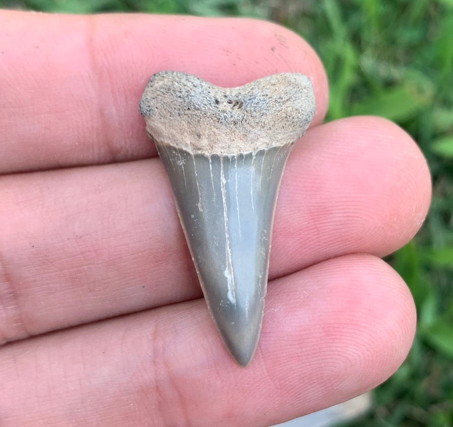 1.26” Carcharodon hastalis - Virginia