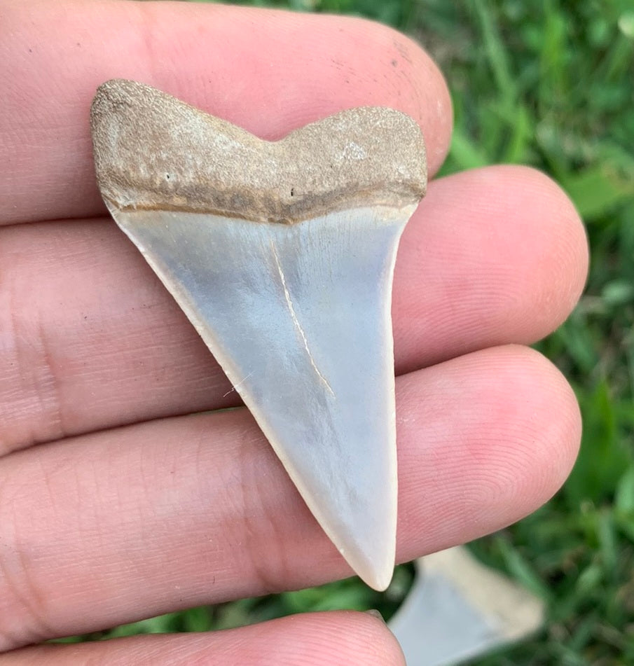 1.67” Carcharodon hastalis - Virginia