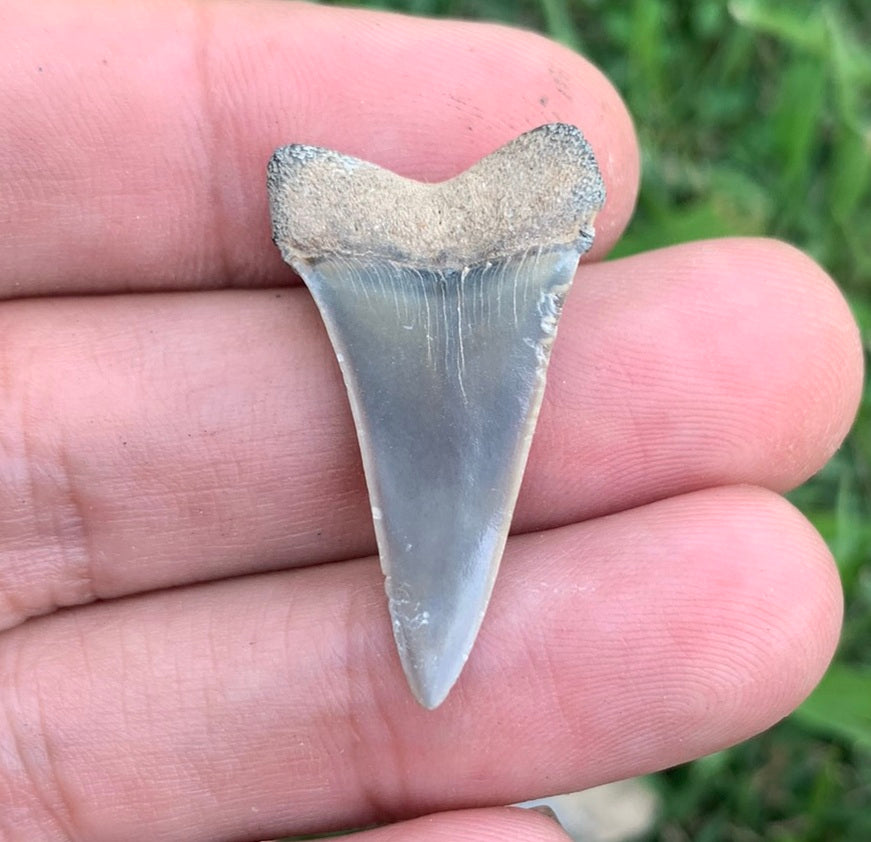 1.26” Carcharodon hastalis - Virginia