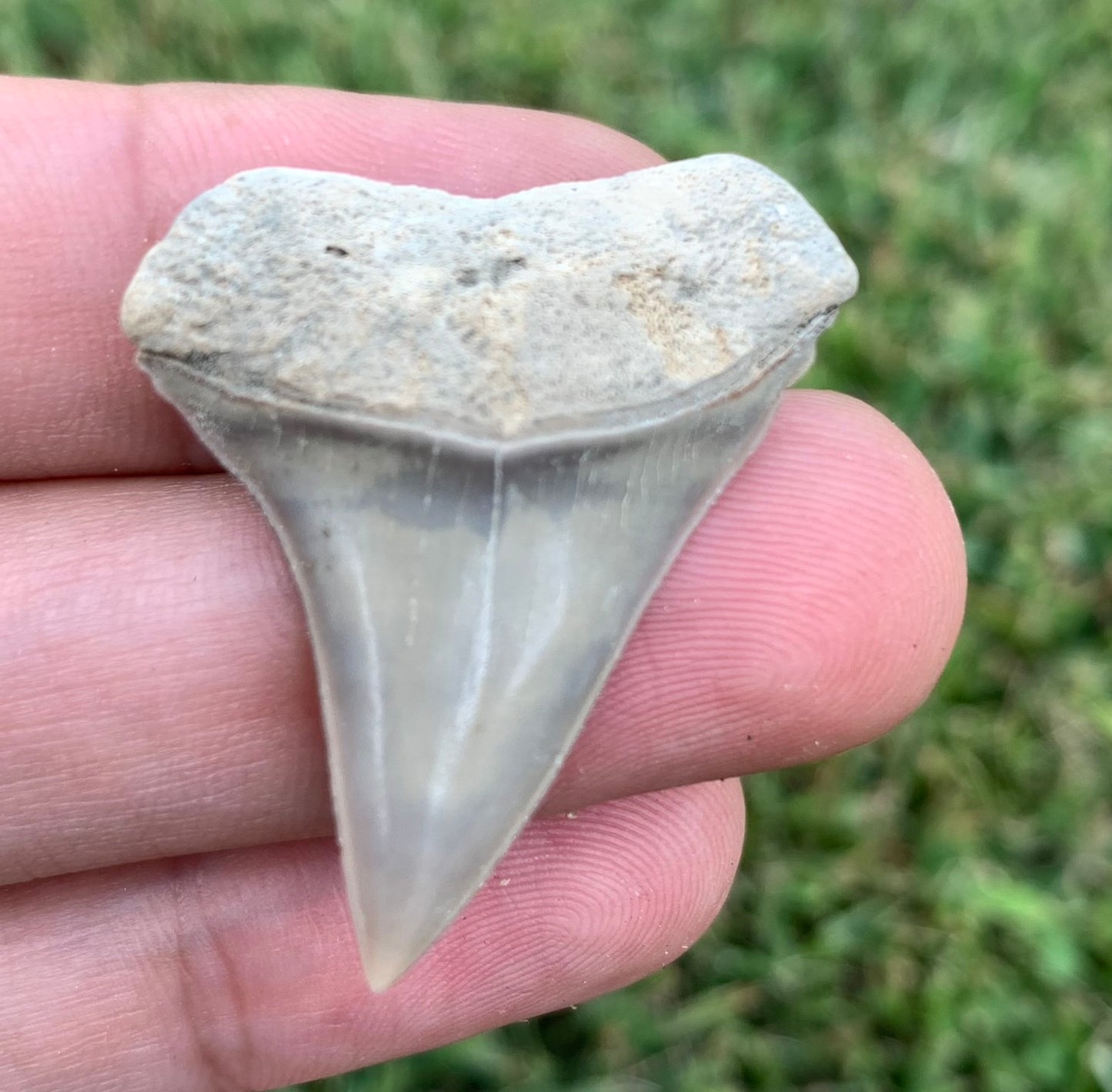 1.46" Carcharodon hastalis - Lee Creek Mine
