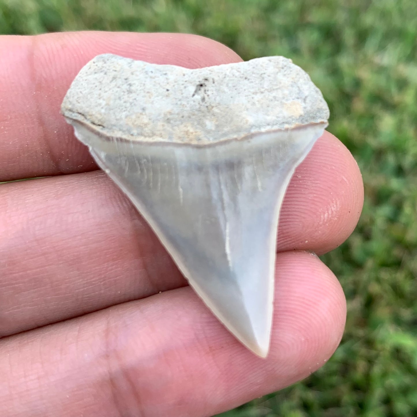 1.46" Carcharodon hastalis - Lee Creek Mine