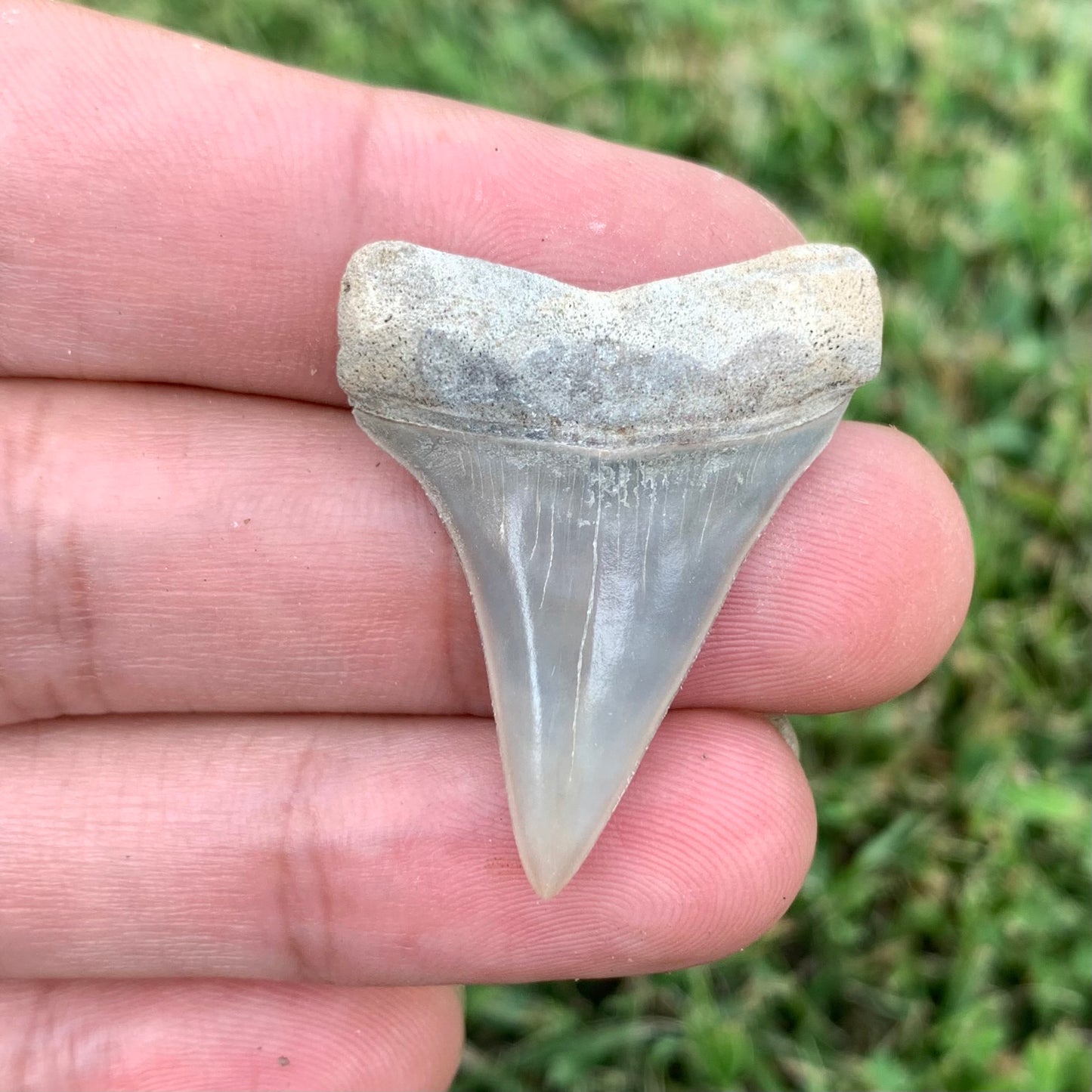 1.48" Carcharodon hastalis - Lee Creek Mine